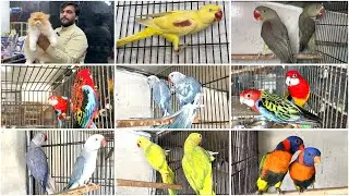 Multan Birds Market Rasheedabad 01 February 2026 | pakistan bird market | birds Vally | youns khan