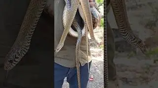 caption #shorts #viral #snake #save #trending #animals #cobra #youtube #indore #india