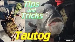 Blackfish Jigging Tips and Tricks! Kayak Tog Fishing
