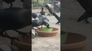 Amazing Crowing Crows Fastest Eating food Sounds Of Crows Kaaka Kaaka Kawa Ki Awaz #shorts