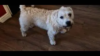 Deefa Dog and Effa for Fat Lad