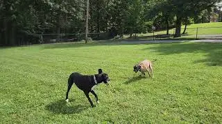 Artemis and Diana at Connell Park big dog area, Scranton PA