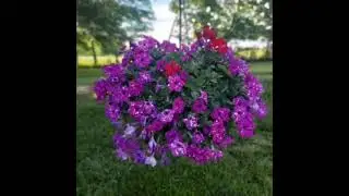Thinking Of Life-Harmony Version
