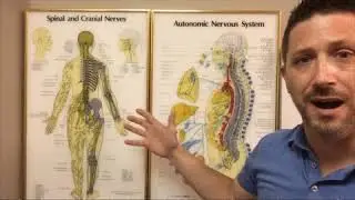 Chiro Does What?! | Walton Clinic of Chiropractic
