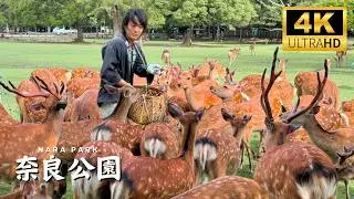 The Perfect Nara Day Trip: Japan’s first permanent capital!  奈良公園