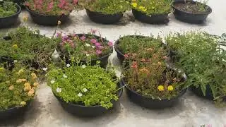 For order whatsapp No 9025399073🌹 #portulaca jumbo #tablerose #onlinesale 🌹 #shorts 