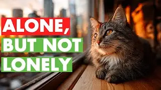 The Secret Language of Solitude: Does Your Cat Actually Miss You?