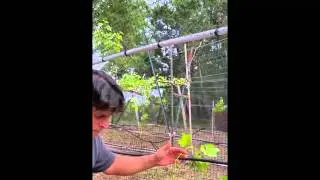 ENGL-2311-D24 Group 4 Presentation: Intro to grape vine pruning and training