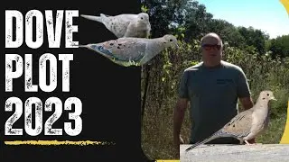 How to Improve your Dove Plot