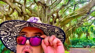I Found the Largest Tree in Florida | Cypress Gardens Banyan Tree