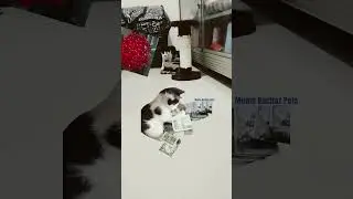 Fyp Cats👍😻😹#funnycats#fypcats#happycats#milionairecat#moneycat#catgoodluck#subcribemychannel#thxsomc