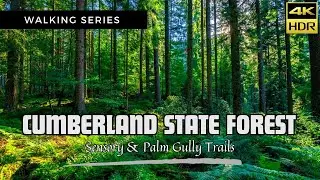 Walk through the Cumberland State Forest Sydney | 4K Walking Tour - Treadmill walk {Walking Series}