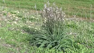 L'ASPHODELE, plante de survie ( 2ème partie )