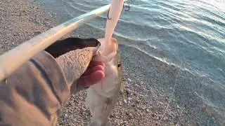 Striper Fishing with the Storm 360GT Searchbait - Part 5