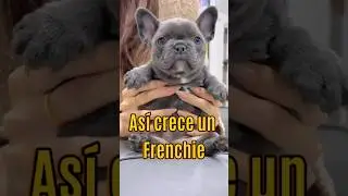 &iexcl;As&iacute; es como crece un Frenchie!