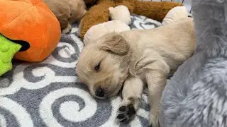 Golden Retriever Puppies Cuteness