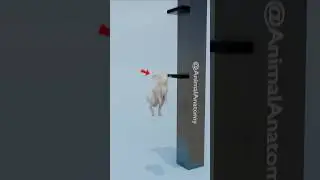 Rabbit Jump vs Cheetah Jump