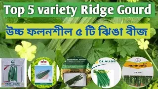 Top 5 Ridge Gourd # Turai ki Hybrid Seeds # উচ্চ ফলনশীল ৫টি ঝিঙা বীজ # Namdhari # East west# Clause#
