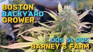 Timelapse Autoflower Cannabis Indoor Grow Seed to Harvest - Dos Si Dos Autos