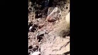 Amazing search for the missing Cactus!