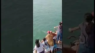 Bet Dwaraka In dolphins live #song #newsong #kbking #travel #dwarka #betdwarka #beach