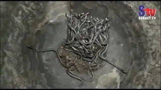 Over 100 Baby Cobras Rescued Inside A House In Bhadrak | Sanket Tv