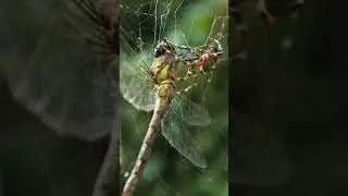 Spider with a Large Dragonfly
