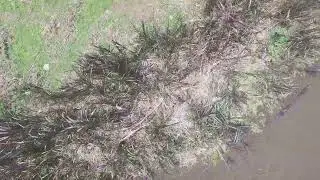 Otter on the run - 24 January 2026
