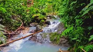 Gentle Flow of Rainforest Stream Over Mossy Rocks &ndash; Deep Jungle Ambience for Calm & Focus