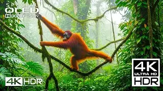 Unbelievable Dolby Vision 4K HDR 60 FPS Showcase!
