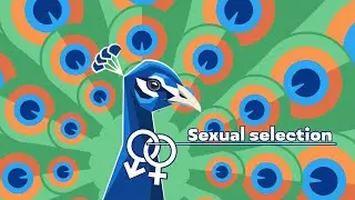 Sex-role Reversal: Challenging Assumptions Surrounding Sexual Selection