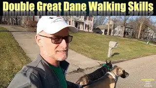 Double Great Dane Walk Skills