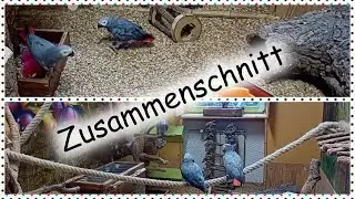 Lilo & Lotte Zusammenschnitt