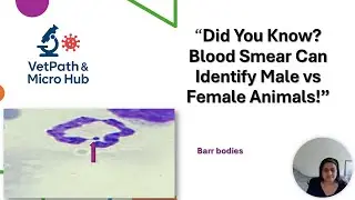 Male vs Female Identification From Blood Smear | Veterinary Hematology
