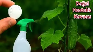 Salatalık Domates Biberlere Acilen Bu Doğal Eki Verin Bitkilerin Verimi Artsın Ve Asla Hasta Olmasın