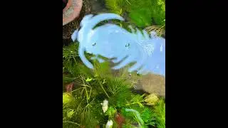 #guppy #ปลาหางนกยูง