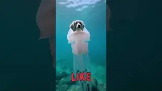 Jellyfish dog