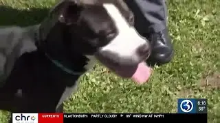 Animal shelter on what to do if you can&rsquo;t care for your pet anymore