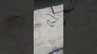 snake's spine breaked