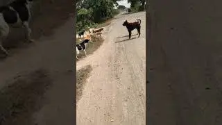 Kutton ki ladai