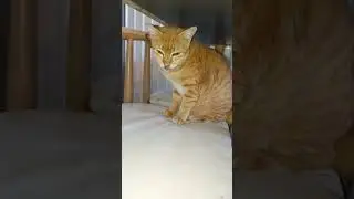 Нет, это милашка 🐯тигр #petshub #funnyanimals #funnypets #cuteanimal #cat #floof #cuddly #pawfect