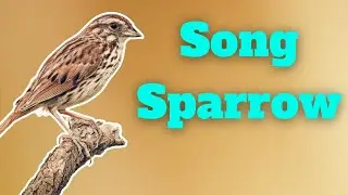 Meet Everyone's Favorite Sparrow: Song Sparrow Spotlight