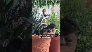Billy Bob hides acorns in the planter #rocksquirrel #wildlife