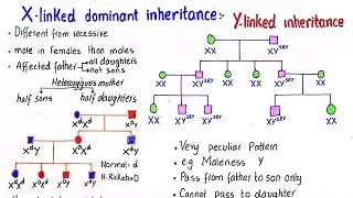 X linked dominant inheritance | Y linked inheritance | class 12
