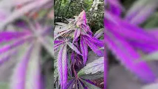 Prevent Aspergillus With AirROS Surface & Air Purification #shorts #cannabiscultivation