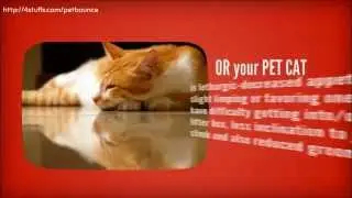 The ALL-NATURAL Dog Arthritis Treatment - PetBounce Oral Drop