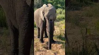 Elephant Cooling Down her Body with Mud from Digging in Sand