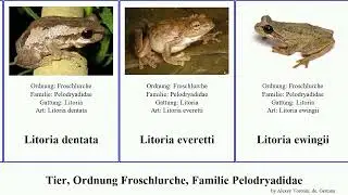 Tier, Ordnung Froschlurche, Familie Pelodryadidae litoria animal rubella bicolor dentata inermis