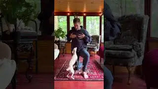 Dog or Baby Kangaroo? Pouch of the Day - Cottage Edition