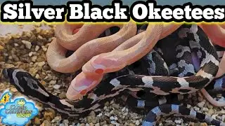 Silver Black Okeetees(My favorite Anery cornsnake)